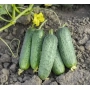 Свежие огурцы на грядке - Проликс