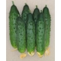 Fresh cucumbers of the Sekret firmy F1 variety