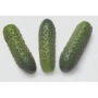 Three cucumbers of the Sonata RZ F1 variety on a white background