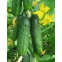 Свежие огурцы на растении с желтыми цветами - Зеленая волна F1