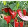 Red peppers on plant with text AGROLIFE - Ariadni