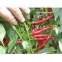 Червоні переці ДАМІАН на рослинні