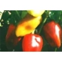 Red and yellow Druzhok peppers on plant