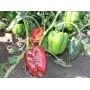 Красный и зелёный перец на растении - Клаудио F1