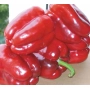 Красные перцы Клаудио F1