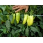 Желтые перцы ЛУНГИ F1 на растении