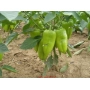 Зеленые перцы РАДУЗА F1 на растении в поле