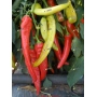 Червоні та жовті перець на рослині - СЕМАРОГ