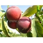 Персики на ветке - Золотой Юбилей