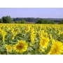 Поле подсолнечника Ясон | Jason