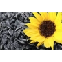 Желтая подсолнуховая головка на фоне семян подсолнечника - Дачия