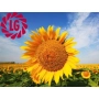 Sunflower field with a large flower in the foreground and LG logo in the upper left corner. - Goldsun