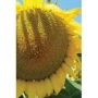 Sunflower close-up against sky - LG 54.12