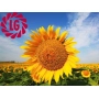 Sunny field with a large sunflower and LG logo in the background - LG 56.35