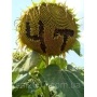 Подсолнечник с маркировкой 47 на головке - Милутин