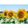 Sunflower field with close-up of blooming flower heads - Oskil