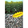 Sunflower plants and sunflower seeds with a 'NEW!' label - Oskil