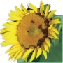 Sunflower in field - Sergeant F1
