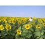 Sunflower field against a blue sky - SVOTOCH