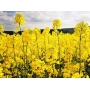 Поле рапсу з жовтими квітами - Сальса Кл