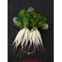 Fresh radish with green leaves on black background - RAMPOUCH