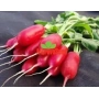 Fresh red radishes with green leaves on a black background, logo Marusa - Forum