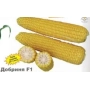 Yellow corn Dobrinya F1