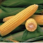 Жовта кукурудза на фоні зелених листків - Джубілі F1