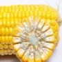 Желтая сахарная кукуруза с разрезом, показывающим зерна - Фиалка