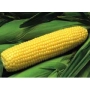Жовтий початок цукрової кукурудзи на фоні зелених листків - ГХ 2041 F1