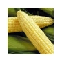 Свіжа цукрова кукурудза на зелених листках - ГХ 2041 F1