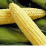 Жовта цукрова кукурудза на зеленому фоні - ГХ 2041 F1