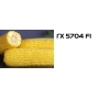 Жовта кукурудза ГХ 5704 F1