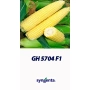 Жовта цукрова кукурудза сорту GH 5704 F1 від Syngenta