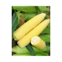 Желтая сахарная кукуруза на листьях - ГХ 2042 F1