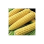 Жовті початки цукрової кукурудзи на зеленому фоні - ГКС 6462 Ф1