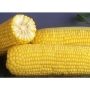 Жовта цукрова кукурудза ГКС 6462 Ф1