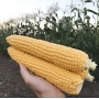 Hand holding three ears of sweet corn against a field background - Hardi