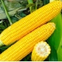 Yellow sweet corn on a leafy background - Hardi