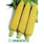 Три початки цукрової кукурудзи на білому фоні з логотипом SAKATA - Хані Бентем 78