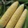 Свежая сахарная кукуруза на стебле - Мармурова