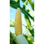Свежая кукуруза на стебле на фоне листьев - Мармурова