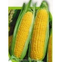 Свежая сахарная кукуруза в початках - Меркур F1