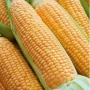 Желтая сахарная кукуруза Растлер F1