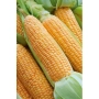 Свежая сахарная кукуруза Растлер F1