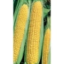 Fresh ears of sugar corn variety Boston F1
