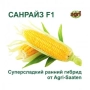 Свіжа кукурудза сорту Санрайз F1 від Agri-Saaten