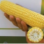 Жовта кукурудза в руці, нарізана поперек, демонструє зерна. - Спирит F1