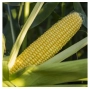 Yellow ear of sweet corn against green leaves - ZHY3278OY