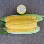 Fresh sweet corn with a cut end on a fabric background - ZHY3278OY